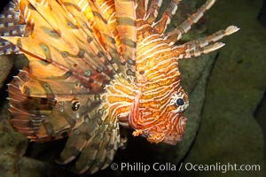 Lionfish, Pterois volitans