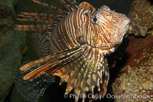 Lionfish, Pterois volitans