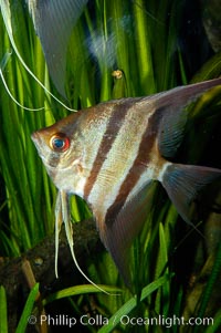 Altum angelfish, Pterophyllum altum