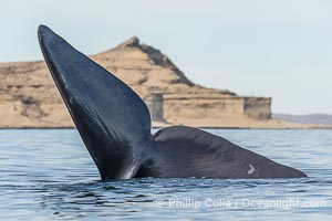 Southern Right Whale with fluke raised out of the water with the famous "pyramid" of Puerto Piramides in the distance. By permission of the Government of Argentina, Chubut, permit # 51 / 2025-SsCyA, Eubalaena australis Southern Right Whale with fluke raised out of the water with the famous "pyramid" of Puerto Piramides in the distance. By permission of the Government of Argentina, Chubut, permit # 51 / 2025-SsCyA, Eubalaena australis