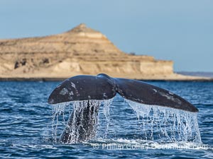 Southern Right Whale with fluke raised out of the water with the famous "pyramid" of Puerto Piramides in the distance. By permission of the Government of Argentina, Chubut, permit # 51 / 2025-SsCyA, Eubalaena australis