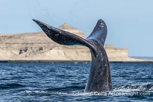 Southern Right Whale with fluke raised out fo the water with the famous "pyramid" of Puerto Piramides in the distance. By permission of the Government of Argentina, Chubut, permit # 51 / 2025-SsCyA, Eubalaena australis