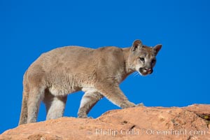 Mountain lion., Puma concolor, natural history stock photograph, photo id 12332
