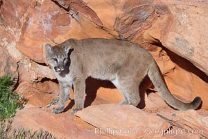 Mountain lion., Puma concolor, natural history stock photograph, photo id 12333