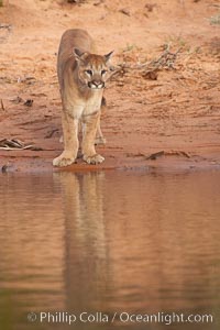 Mountain lion, Puma concolor