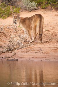 Mountain lion, Puma concolor