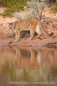 Mountain lion, Puma concolor