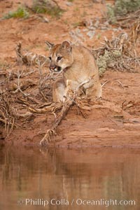 Mountain lion, Puma concolor