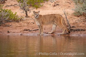 Mountain lion, Puma concolor