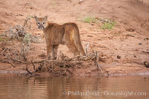 Mountain lion., Puma concolor, natural history stock photograph, photo id 12342