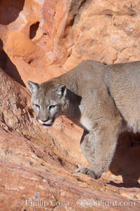 Mountain lion., Puma concolor, natural history stock photograph, photo id 12343