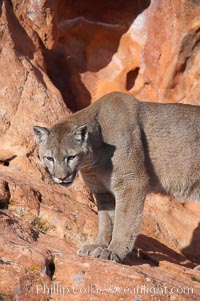 Mountain lion, Puma concolor