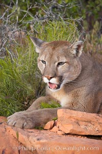 Mountain lion., Puma concolor, natural history stock photograph, photo id 12346