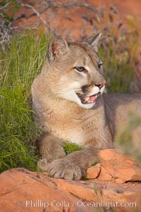 Mountain lion, Puma concolor