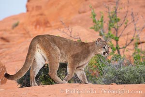 Mountain lion., Puma concolor, natural history stock photograph, photo id 12348