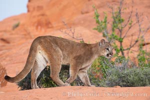 Mountain lion, Puma concolor