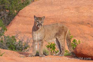 Mountain lion, Puma concolor