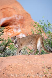 Mountain lion, Puma concolor