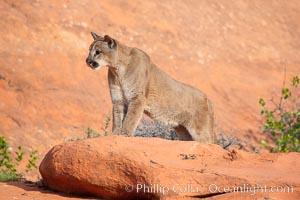 Mountain lion, Puma concolor