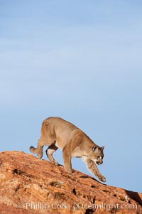 Mountain lion, Puma concolor