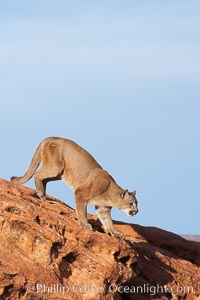Mountain lion., Puma concolor, natural history stock photograph, photo id 12364