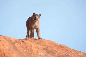 Mountain lion., Puma concolor, natural history stock photograph, photo id 12372