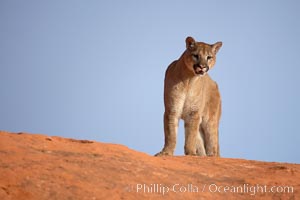 Mountain lion, Puma concolor