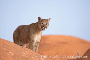 Mountain lion, Puma concolor