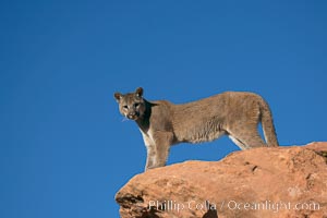 Mountain lion, Puma concolor