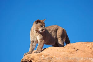 Mountain lion, Puma concolor