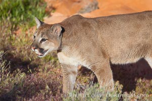 Mountain lion, Puma concolor