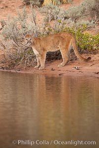 Mountain lion, Puma concolor