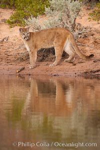 Mountain lion, Puma concolor