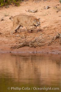 Mountain lion, Puma concolor