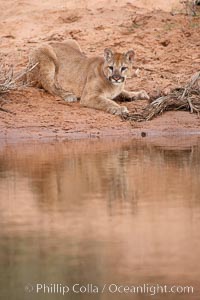 Mountain lion, Puma concolor