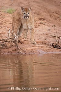 Mountain lion, Puma concolor