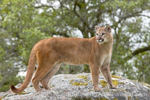 Mountain lion, Sierra Nevada foothills, Mariposa, California, Puma concolor