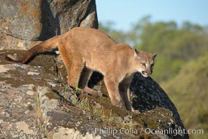 Mountain lion, Sierra Nevada foothills, Mariposa, California, Puma concolor