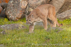 Mountain lion, Sierra Nevada foothills, Mariposa, California, Puma concolor