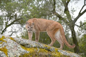 Mountain lion, Sierra Nevada foothills, Mariposa, California, Puma concolor