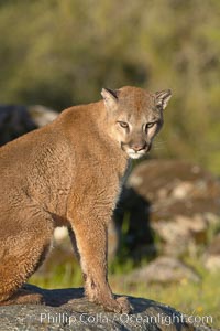 Mountain lion, Sierra Nevada foothills, Mariposa, California, Puma concolor