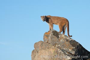 Mountain lion, Sierra Nevada foothills, Mariposa, California, Puma concolor