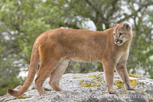 Mountain lion, Sierra Nevada foothills, Mariposa, California, Puma concolor