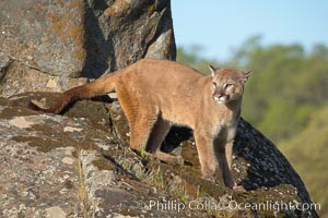 Mountain lion, Sierra Nevada foothills, Mariposa, California, Puma concolor