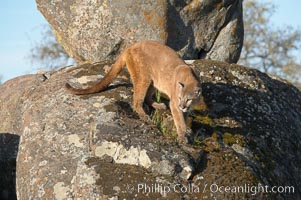 Mountain lion, Sierra Nevada foothills, Mariposa, California, Puma concolor