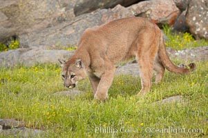 Mountain lion, Sierra Nevada foothills, Mariposa, California, Puma concolor