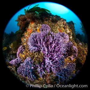 California reef covered with purple hydrocoral (Stylaster californicus, Allopora californica). Catalina Island, USA, Allopora californica, Stylaster californicus, natural history stock photograph, photo id 37172