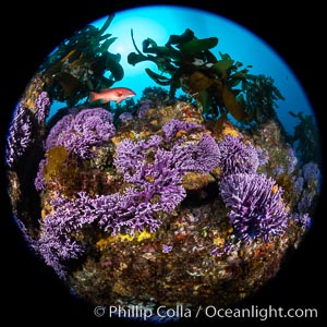 California reef covered with purple hydrocoral (Stylaster californicus, Allopora californica), Allopora californica, Stylaster californicus, Catalina Island