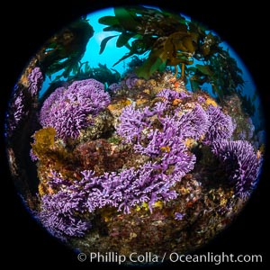 California reef covered with purple hydrocoral (Stylaster californicus, Allopora californica), Allopora californica, Stylaster californicus, Catalina Island