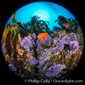 California reef covered with purple hydrocoral (Stylaster californicus, Allopora californica) and palm kelp, with orange garibaldi fish whizzing by, Catalina Island.